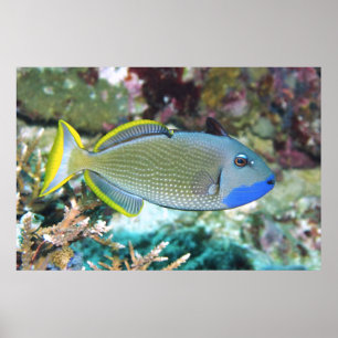 Poster Poisson-triporteur