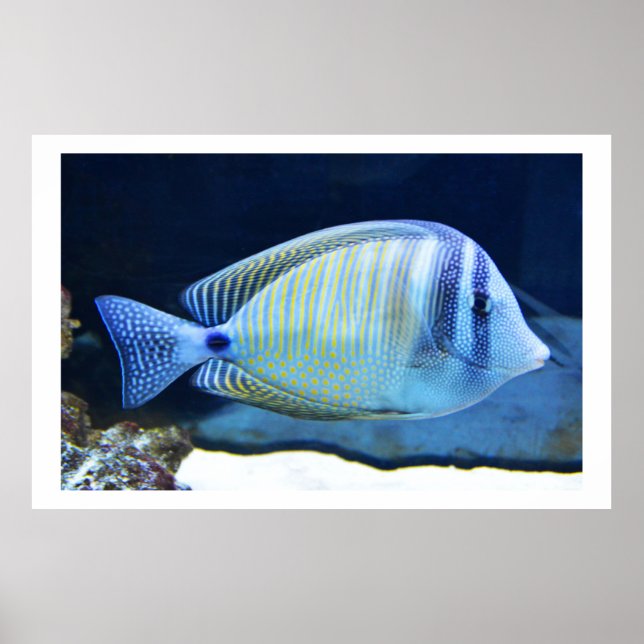 Poster Poisson tropical (Devant)