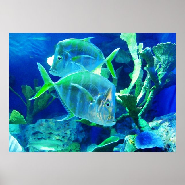Poster Poisson tropical dans de beaux bleus et verts (Devant)
