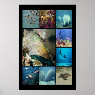Poster Poisson tropical Vie aquatique