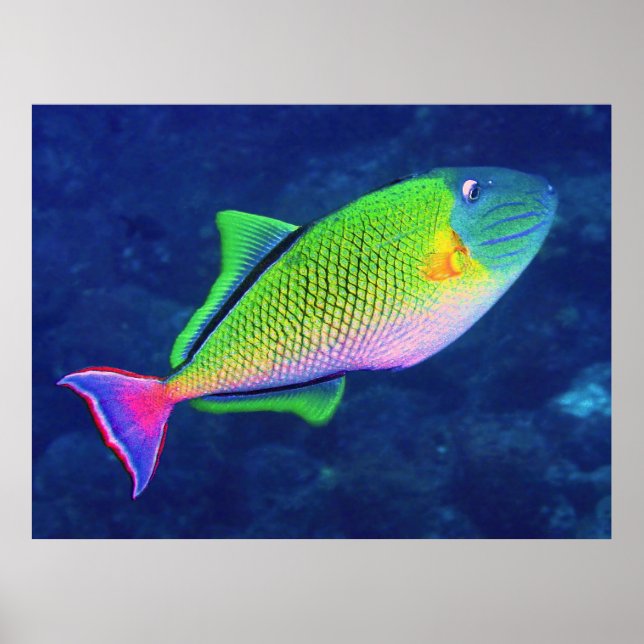 Poster Poisson-verge à queue rouge (Devant)