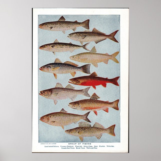 Poster Poisson vintage (Devant)