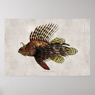 Poster Poisson vintage