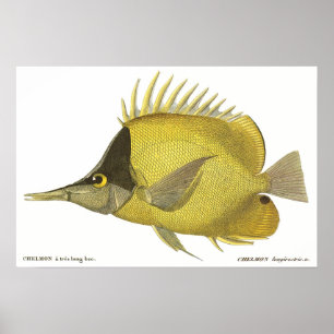 Poster Poisson vintage, Chelmon Tropical Jaune Longirostr