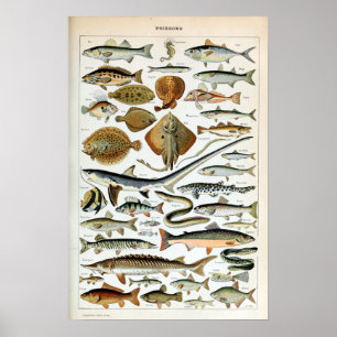 Poster Poisson vintage du monde