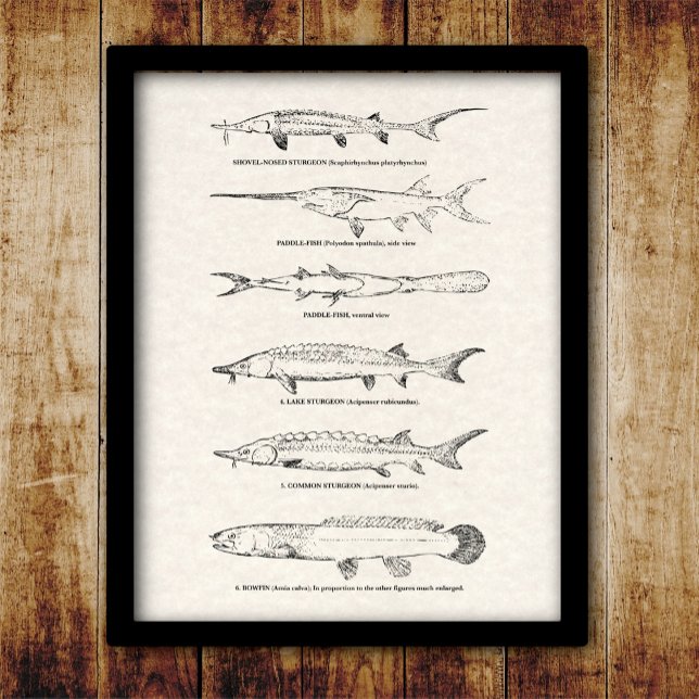 Poster Poisson vintage - Esturgeon et Paddlefish (Créateur téléchargé)