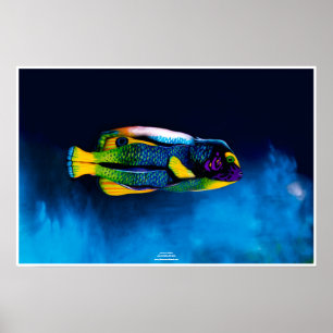 Poster Poissons-anges par Johannes Stötter