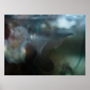 Poster Poissons artistiques modernes