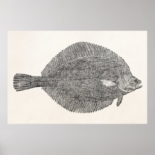 Poster Poissons communs de flet de limande de cru -