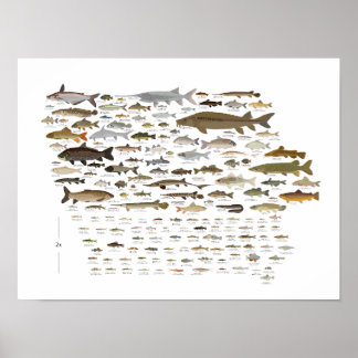 Poster Poissons de l'Iowa