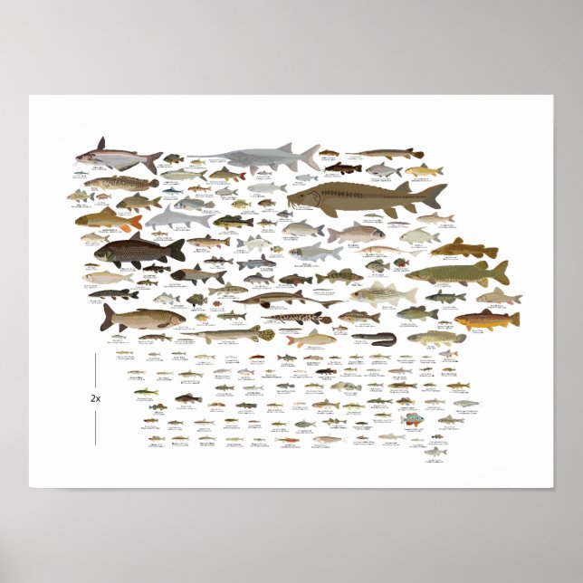 Poster Poissons de l'Iowa (Devant)
