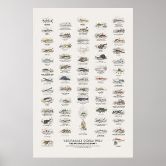 Poster Poissons de l'océan tempéré - Bibliothèque du natu