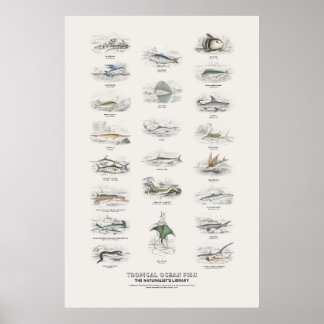 Poster Poissons de l'océan tropical - Bibliothèque du nat
