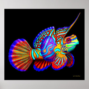 Poster Poissons de mandarine sur l'affiche noire