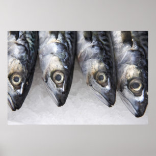 Poster Poissons de maquereau, crochet frais du jour