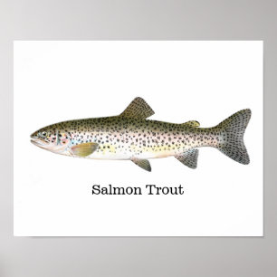 Poster Poissons de truite saumonée