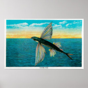 Poster Poissons de vol à l'île de Catalina