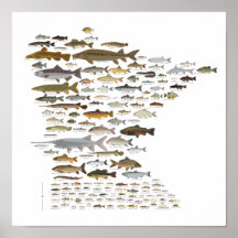 Poissons du Minnesota