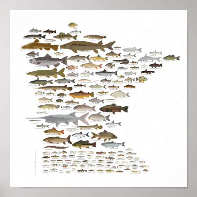 Poster Poissons du Minnesota (Devant)
