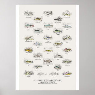 Poster Poissons du Nord et des eaux froides - Bibliothèqu