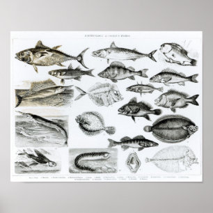 Poster Poissons osseux d'ichtyologie