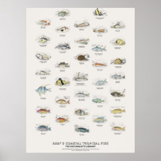 Poster Poissons Tropicaux de Récif et Côtiers - Bibliothè