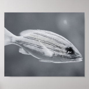 Poster Poissons tropicaux noirs et blancs Art imprimable