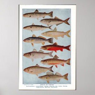 Poster Poissons vintages