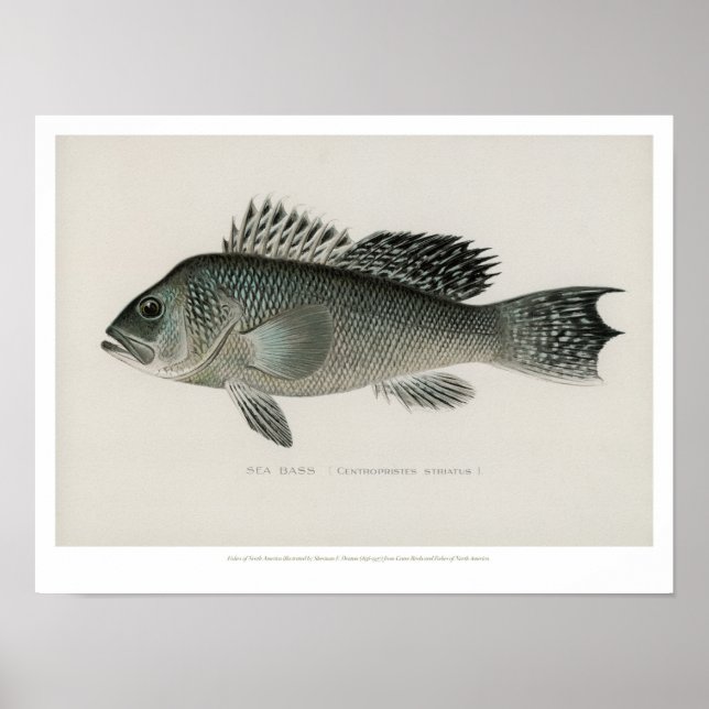 Poster Poissons vintages - Basse de mer (Devant)
