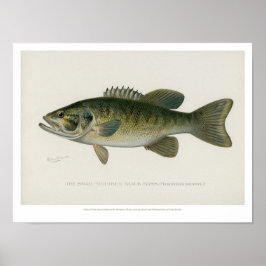 Poster Poissons vintages - Basse Noire
