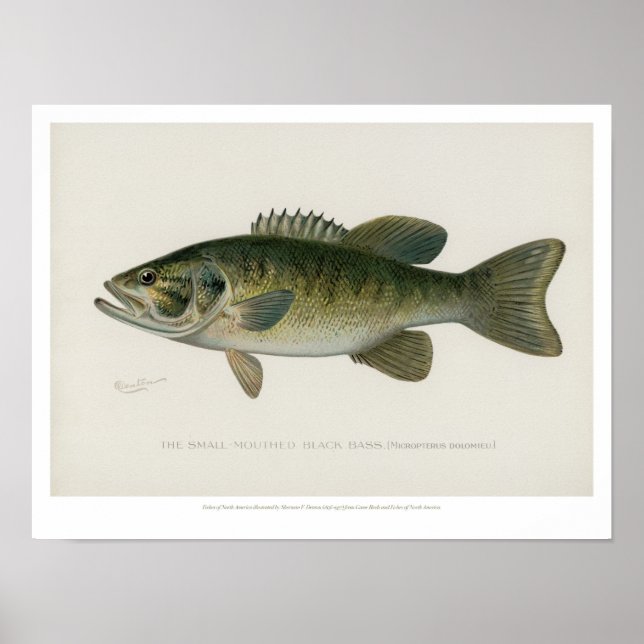 Poster Poissons vintages - Basse Noire (Devant)