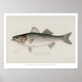 Poster Poissons vintages - Basse rayée