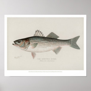 Poster Poissons vintages - Basse rayée
