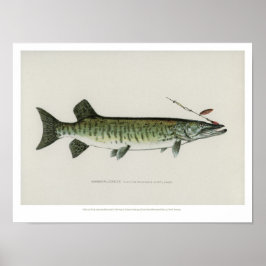 Poster Poissons vintages - Maskalonge