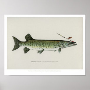 Poster Poissons vintages - Maskalonge