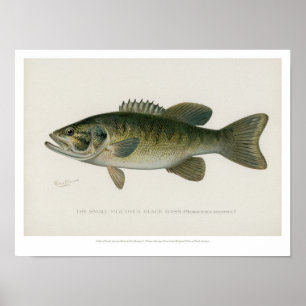 Poster Poissons vintages - perche noire