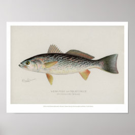 Poster Poissons vintages - Poissons faibles