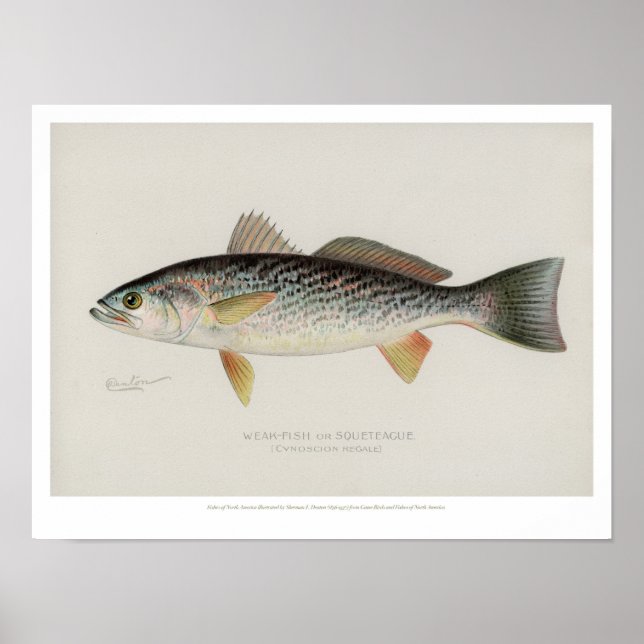 Poster Poissons vintages - Poissons faibles (Devant)