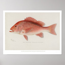 Poster Poissons vintages - Red Snapper