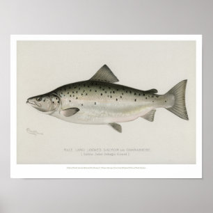 Poster Poissons vintages - Saumons à terre verrouillés