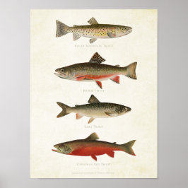 Poster Poissons vintages - Trouts