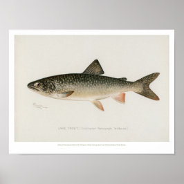 Poster Poissons vintages - Truite du lac