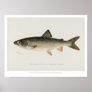 Poster Poissons vintages - Truite du lac