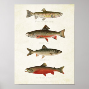 Poster Poissons vintages - truites