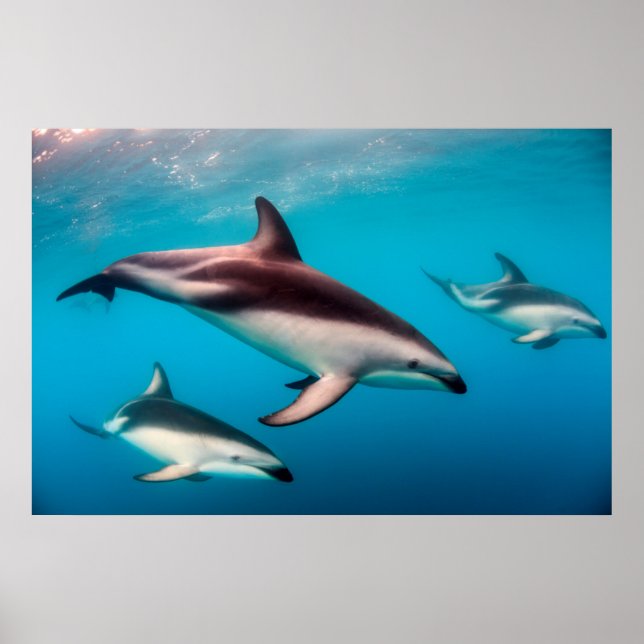 Poster Poitrine des dauphins de Dusky au large de Kaikour (Devant)