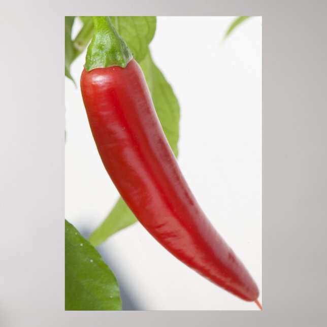 Poster Poivre (Devant)
