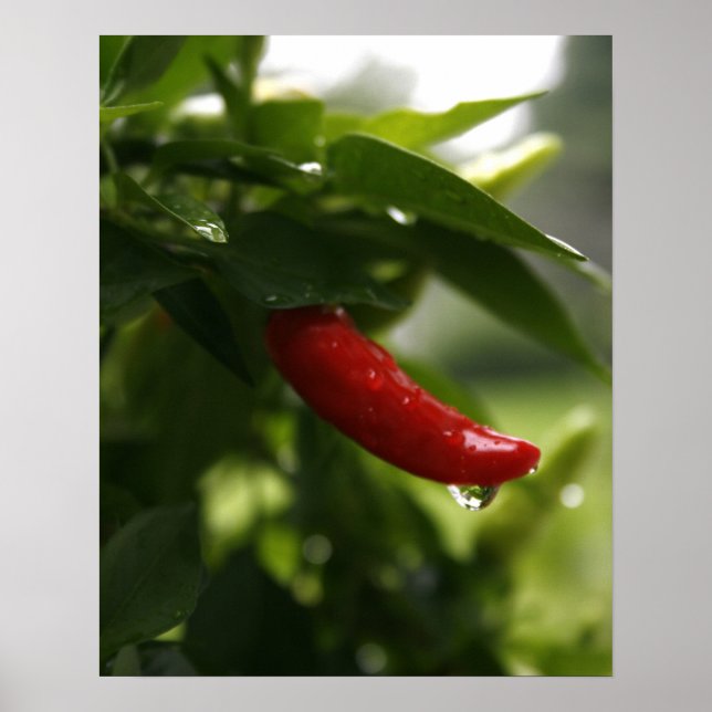 Poster Poivre rouge dans la pluie (Devant)