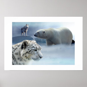 Poster Polar Ours-Husky-Snow Leopard