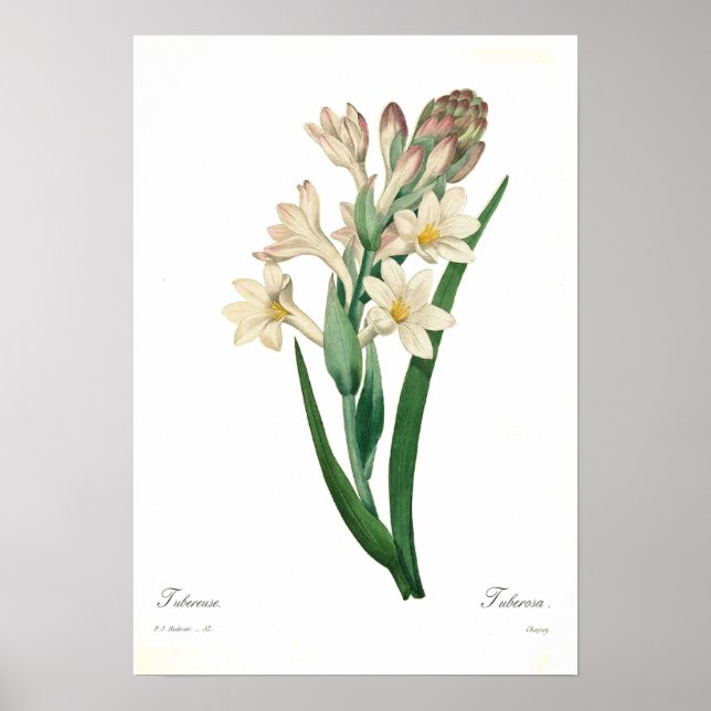 Poster Polianthes tuberosa (Devant)