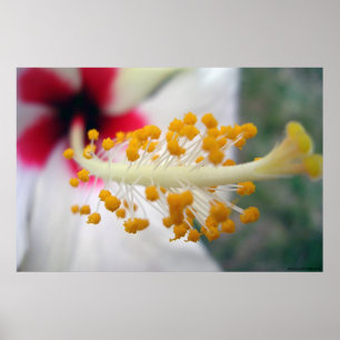 Poster Pollen